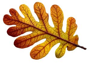 Download this stunning orange leaf presentation clipart to bring a touch of nature&#039;s beauty to your slides.