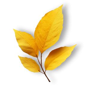 Download this vibrant yellow leaf presentation clipart to symbolize nature&#039;s beauty and seasonal change.