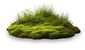 Download this lush mossy grass presentation clipart to bring a touch of nature and tranquility to your slides.