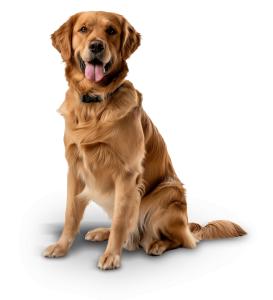 golden, retriever, dog, pet, loyalty, friendship, companion, animal, care, affection