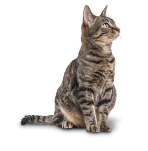 Download a Cat PNG clipart. A beautifully detailed cat image symbolizing companionship, curiosity, and warmth for pet or educational presentations.