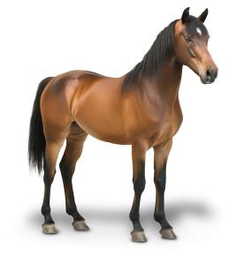 Download a Horse PNG clipart. A realistic horse image symbolizing strength, power, and performance—perfect for business, nature, or educational presentations.