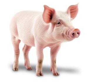 Download a Pig PNG clipart. A pink farm animal illustration symbolizing agriculture and abundance.
