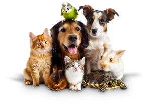Download a Group of Pets PNG clipart featuring adorable animals cuddled together. Perfect for presentations on pet care, adoption, and animal love.