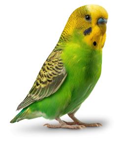 Download a vibrant Parakeet PNG clipart featuring bright green and yellow feathers. Perfect for pet, nature, or exotic bird presentations.