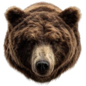 Download this Presentation Clipart featuring a bear, perfect for wildlife themes.