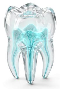 Download this Presentation Clipart featuring a glass tooth structure showcasing intricate dental anatomy.