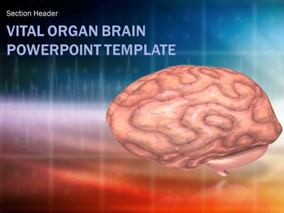 A standard definition presentation slide from Vital Organ Brain Scan preview four.