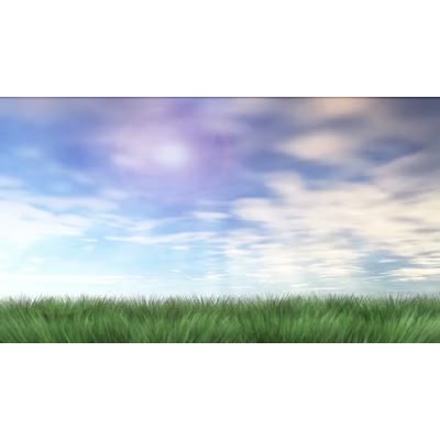 A tree germinates and grows from a young sapling to a mature tree in this simulated time lapse video background.