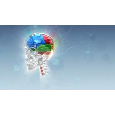 A stylized clear skull slowly rotates featuring the different lobes of the brain in this video background.