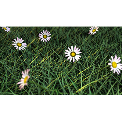 Daisies in a field of grass sway in the wind.