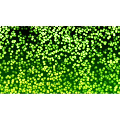 Green blobs flow and undulate in this abstract video.