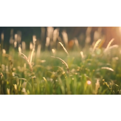Grassy Summer Meadow Background - this motion video depicts the tranquil beauty of a sunlit meadow, ideal for creative projects.