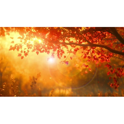 Download this autumn video background symbolizing change, transformation, and beauty in decay with a nostalgic sunset.