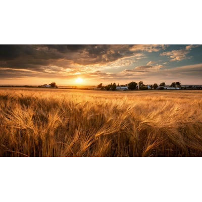 This golden wheat field video background captures the essence of tranquility and abundance, perfect for agricultural presentations.