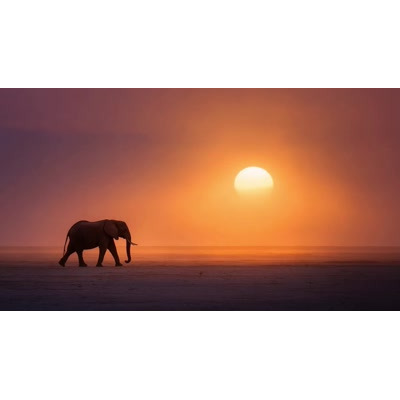 This peaceful video background captures an elephant walking at sunset, perfect for nature-themed presentations.