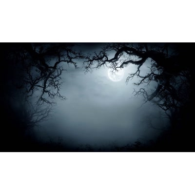 Explore this eerie foggy woods video with a glowing moon and twisted branches—perfect for Halloween, suspenseful scenes, or dark storytelling visuals.