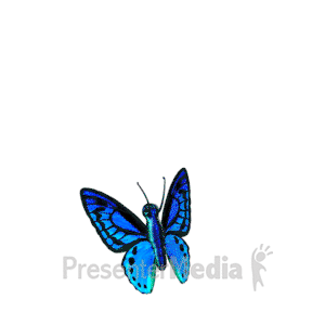 Butterfly Flying Up And Down - Animated Clipart, image size:300x300