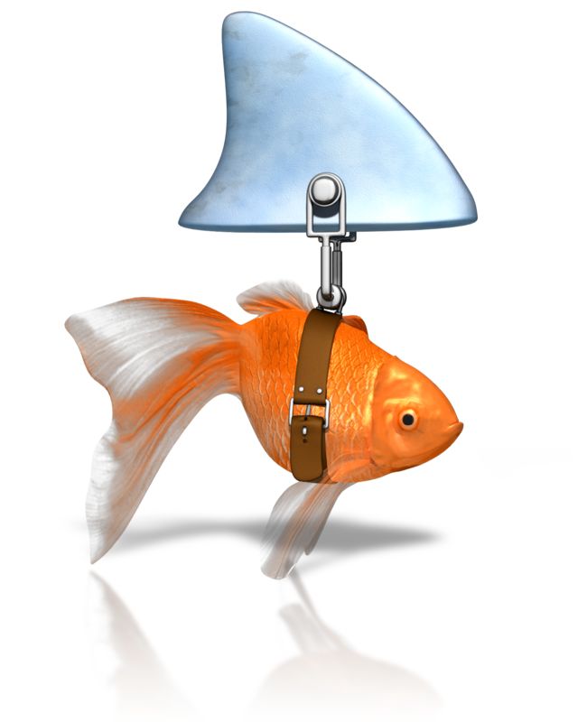 Being a Great Leader…Are You a Shark or a Goldfish?