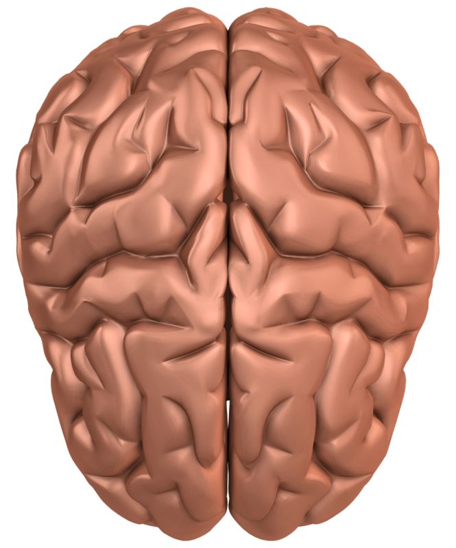 Brain down. Brain Top view. Human Brain PNG. Nut and Brain PNG. Galaxy Brain PNG.