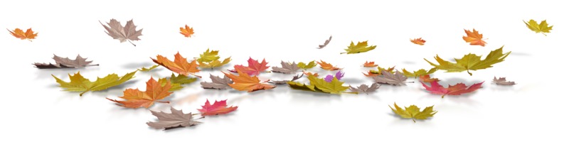 autumn leaves clipart transparent background